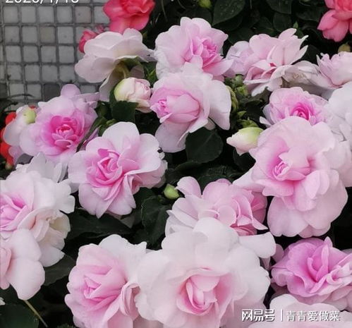 浇水不当，导致花瓣凋零