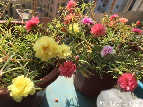 江苏冬季地被植物种植攻略：南京花友实战手册揭秘