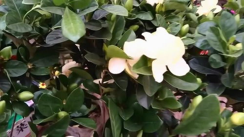 狗牙花秋天如何浇水施肥？