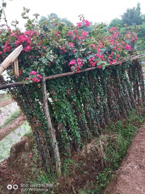 苗木通苗木通优质商家