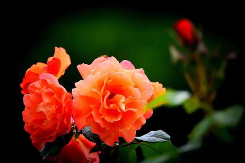 张掖市的市花之谜