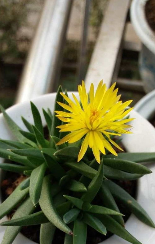 金光菊种植技巧全攻略：适合哪些环境？