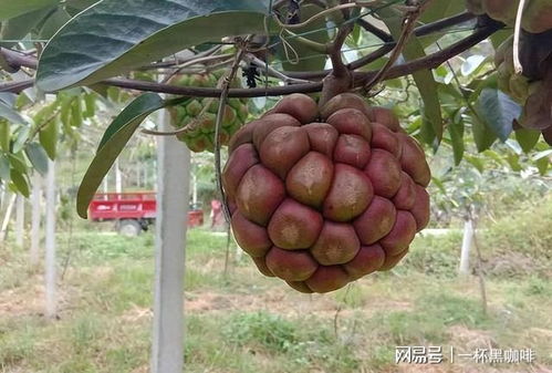 垂瓜果喜野生环境，耐旱耐寒