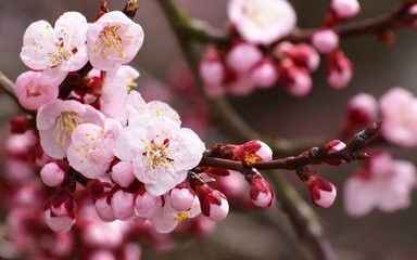 玉兰花嫁接用樱花树？这些树木嫁接亲和力强吗