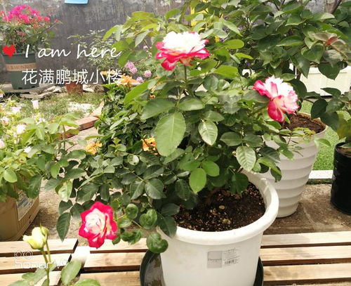 摩纳哥公爵月季的魅力所在