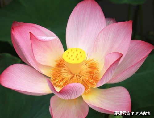 一帆风顺花，又称幸福花