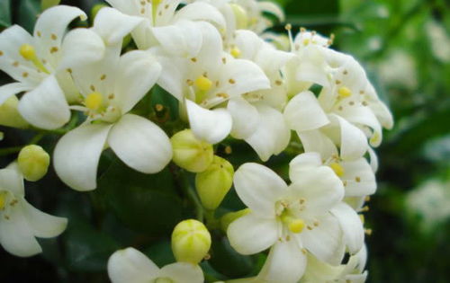 七里香是哪一种花呢？