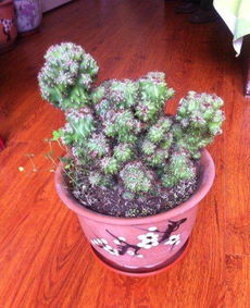 一、 青石山花：大自然的馈赠，养殖的秘诀