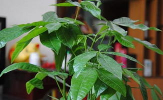 白锈病：植物身上的神秘困扰