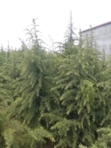 二、云南雪松的价格又是怎样呢？