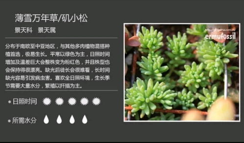 “多肉花丽介绍详细吗？花丽图片大全里有哪些品种
