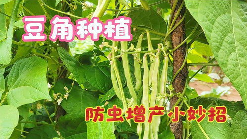 农药大战，哪种Zui厉害？