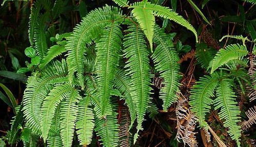 铁芒萁的顽强生命力