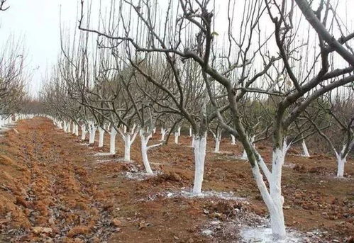 树干涂白， 防止日晒和病虫害