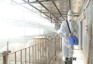 猪场灭蚊有哪些绝招Ke以一网打尽？
