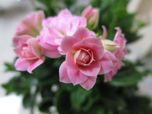 夏日花海，你准备好了吗？