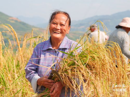 稻子春播秋收，季节更替见丰收