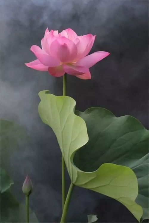 荷花插瓶，寓意灵性纯洁和谐