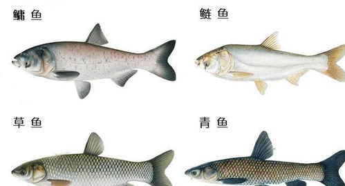 淡水鱼类资源丰富