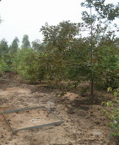 混交林地的土壤侵蚀模数比纯林低73%