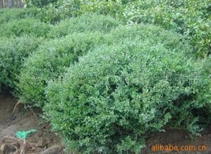 龟甲冬青扦插，根长之谜大揭秘！