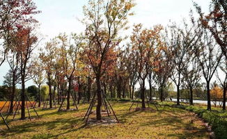 果园浇水， 两大关键时刻