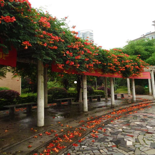 藤本月季来凑热闹