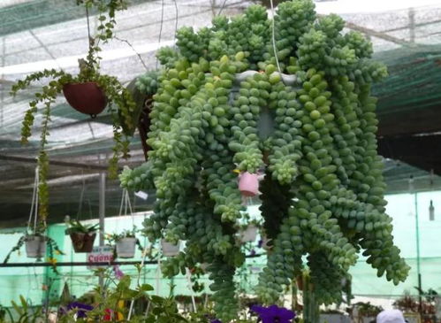 多肉植物：造型各异的绿精灵