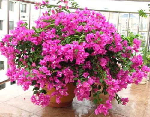 第四步：修剪烂根保命