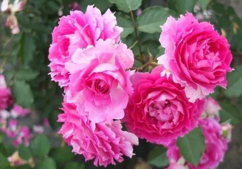 2、天方夜谭月季