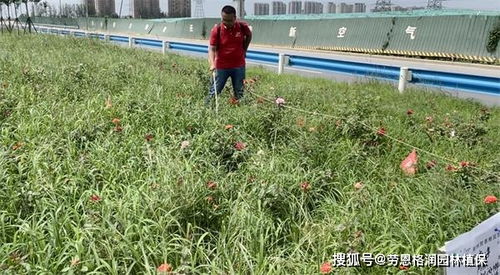 杂草对月季的危害