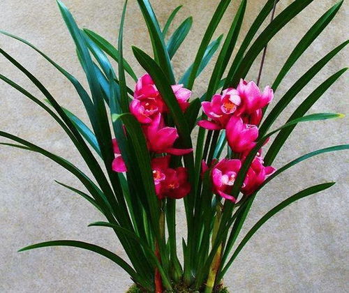 一、 新手养兰花的小技巧