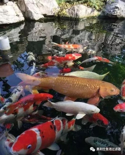 鱼塘消毒的重要性