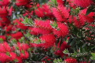 4、 花灌木一直园林景观设计中不可或缺的元素