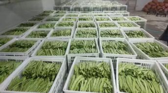 绿色养殖，打造无公害猪肉品牌