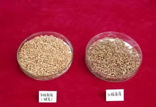 小麦拌种小秘密：苯醚甲环唑的奇妙之旅