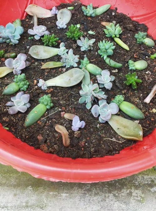 如何提高花卉播种繁殖的成活率