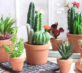 还有一些小技巧，让你养花梗轻松！