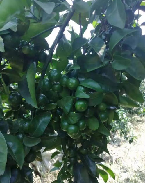 膨果龙真的Neng促进果实生长吗？