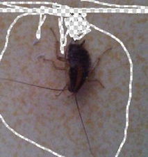 田间虫子闹心呃？试试这些长效杀虫剂！