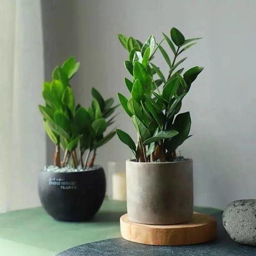 耐旱花卉在雨季的生存智慧