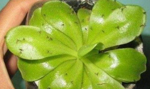 百菌清是什么？