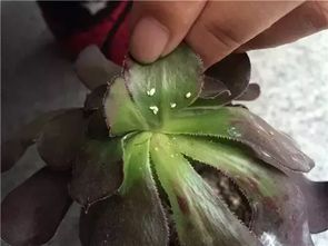多肉新芽移植，如何巧妙拆分