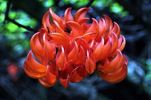 红玉藤的速爬急救包