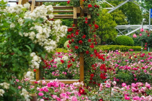 五一南阳月季园， 花团锦簇迎客来