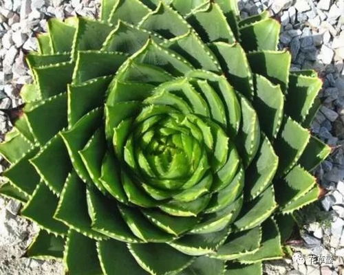 芦荟花肥制作时应该使用什么类型的肥料来促进其生长和开花