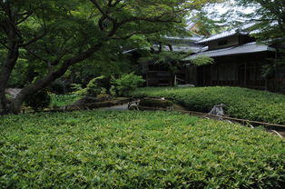 冬天里绿植也不放松