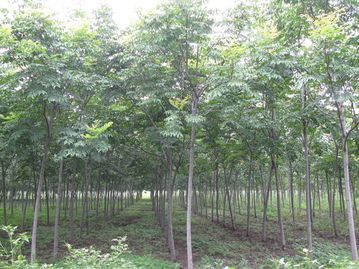 栾树的神奇时光