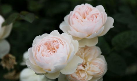 芽点萌发：施肥要跟上