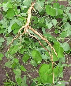 施肥也要讲究天然